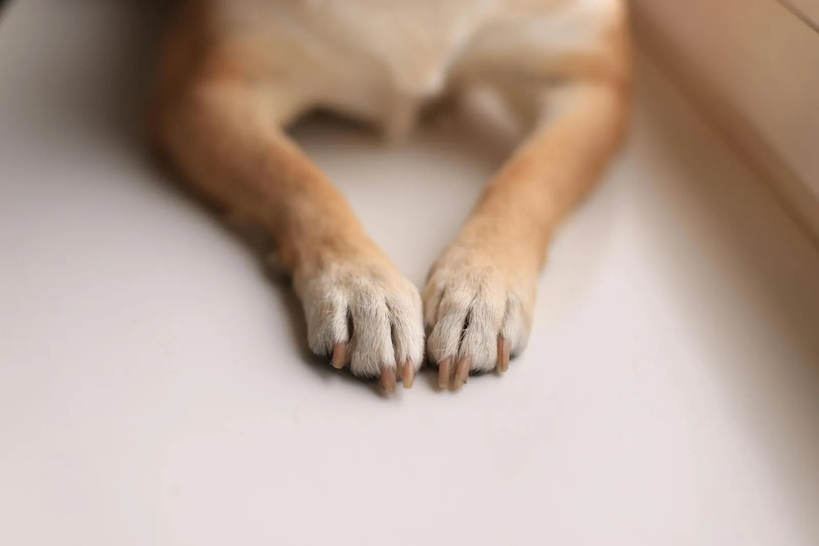 Chino Hills Nail Trimming
