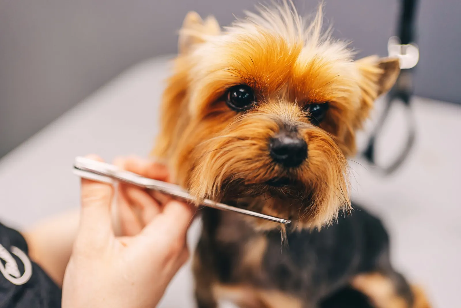 Claremont Nail Trimming