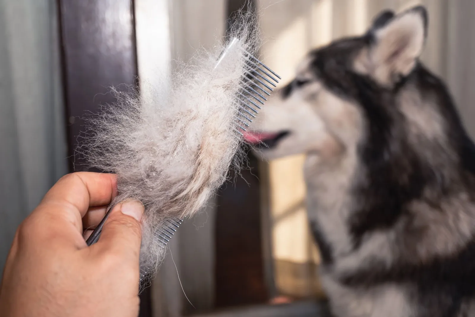 De-shedding in Chino