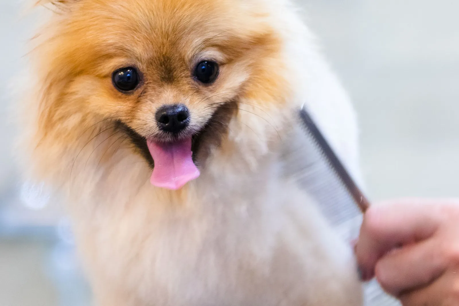 Chino Blowout for Dogs