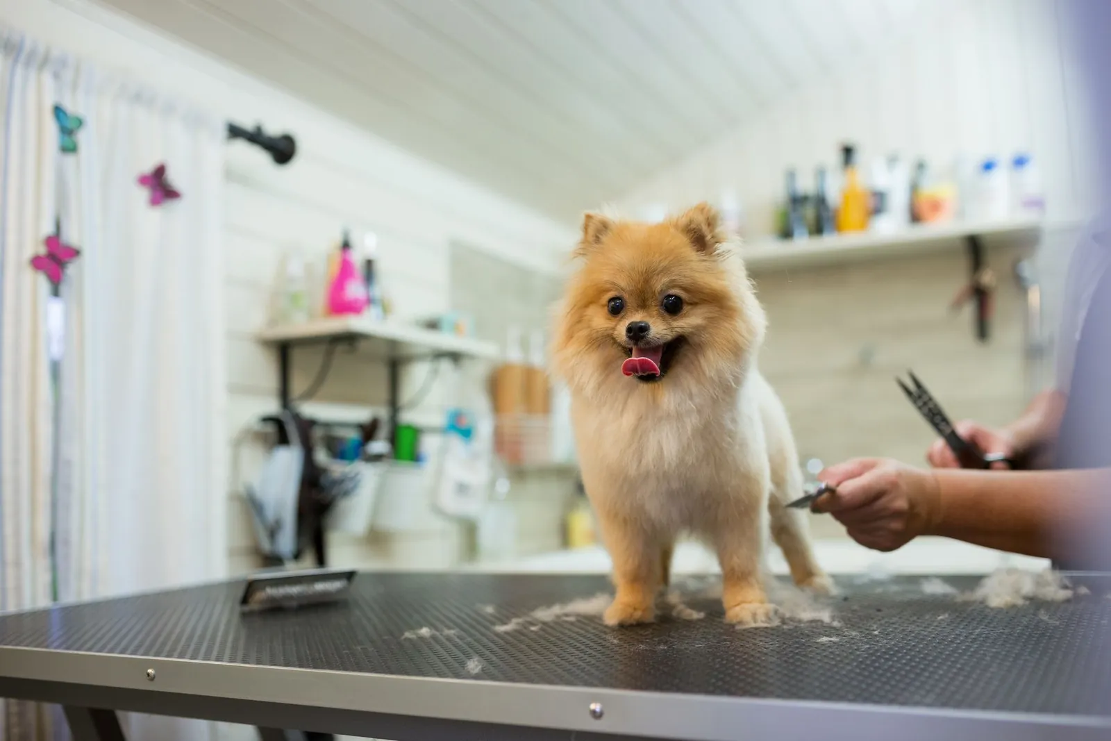 Mobile pet grooming in Chino Hills