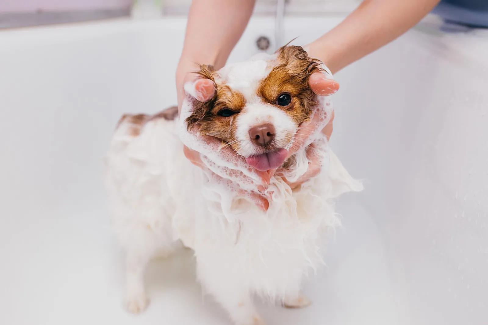 Dog Skin Conditioning in Chino