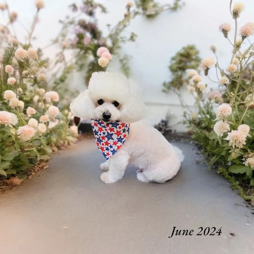 Mobile pet grooming by Loving Lather in Chino Hills
