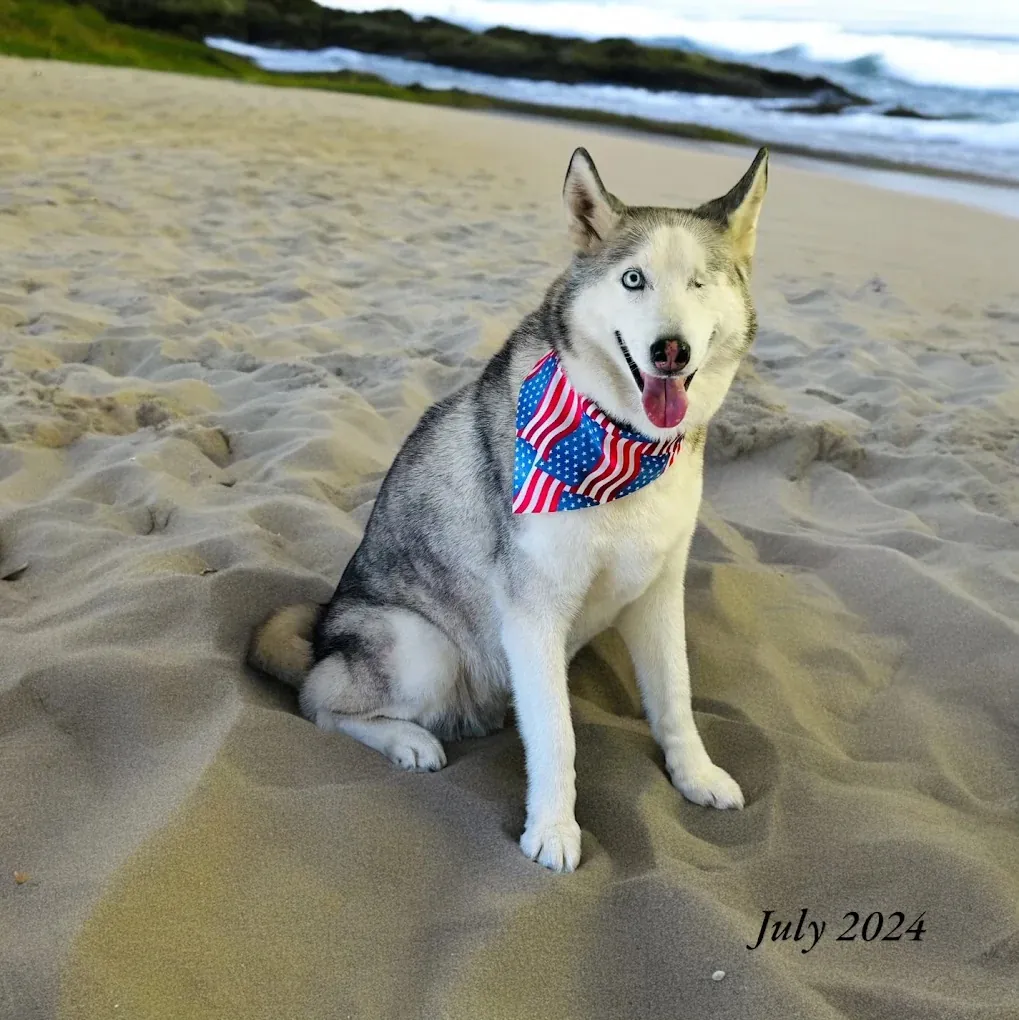 Mobile pet grooming by Loving Lather in Chino Hills