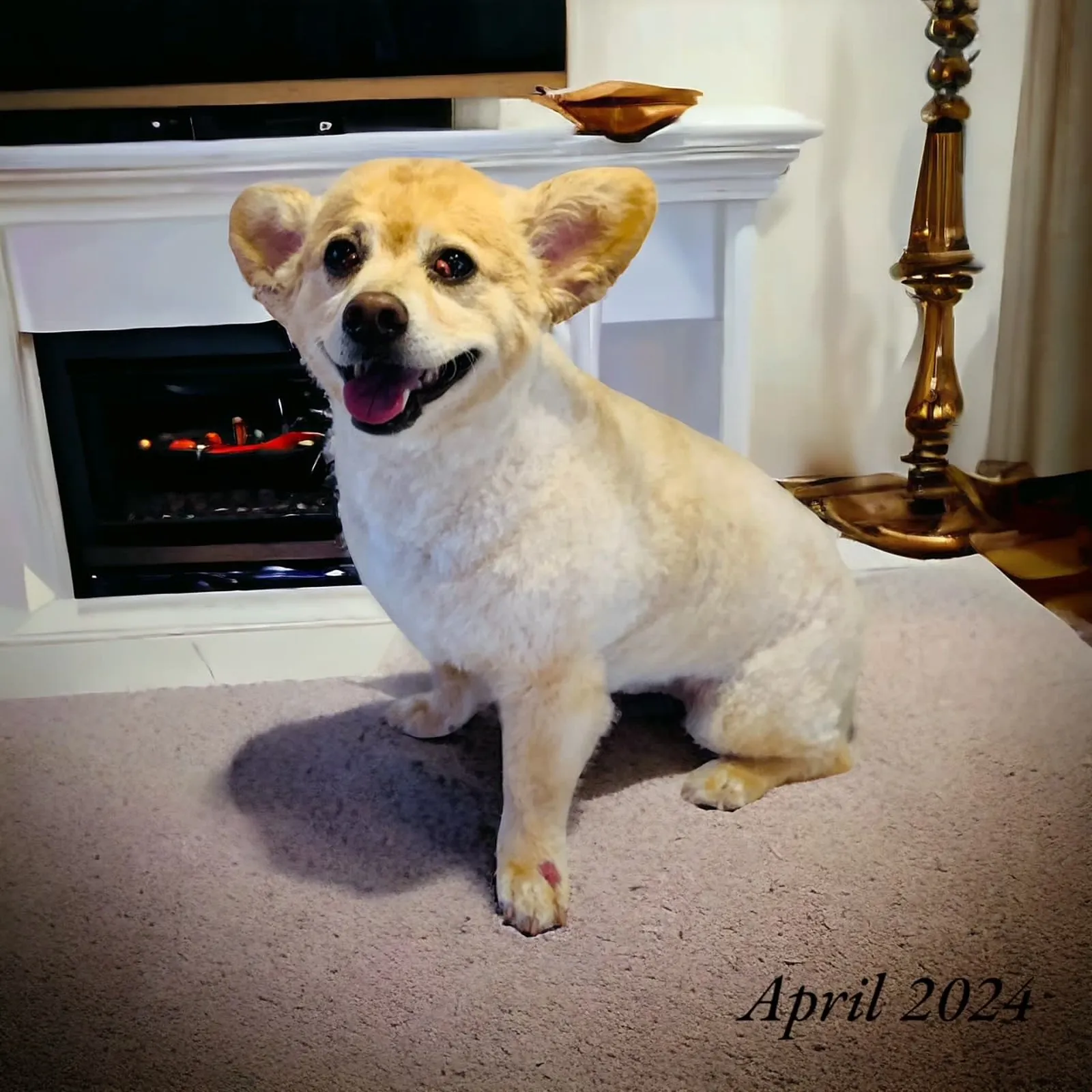 Mobile pet grooming by Loving Lather in Chino Hills