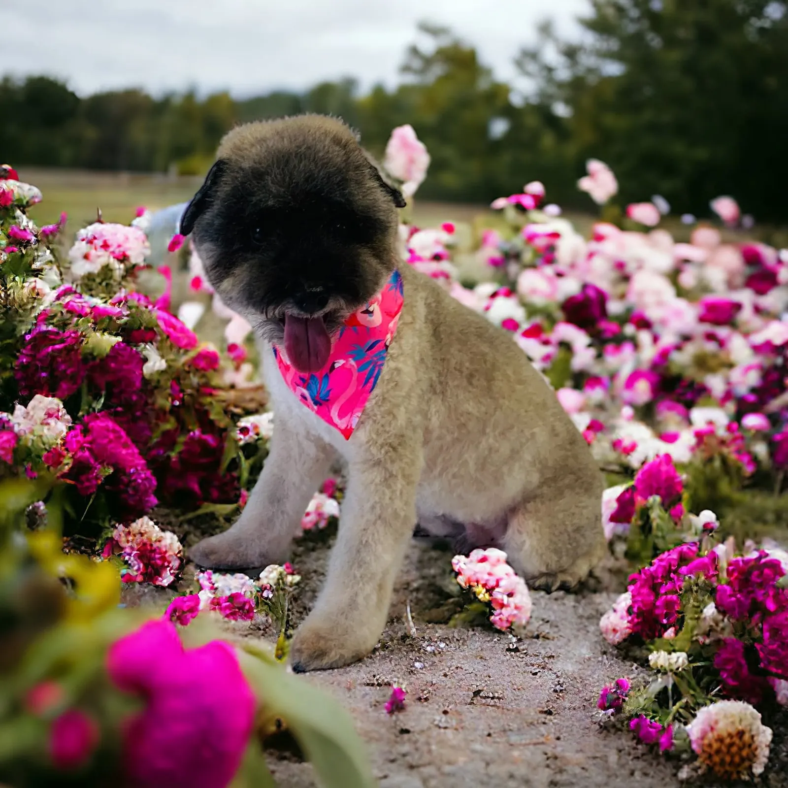 Mobile pet grooming by Loving Lather in Chino Hills