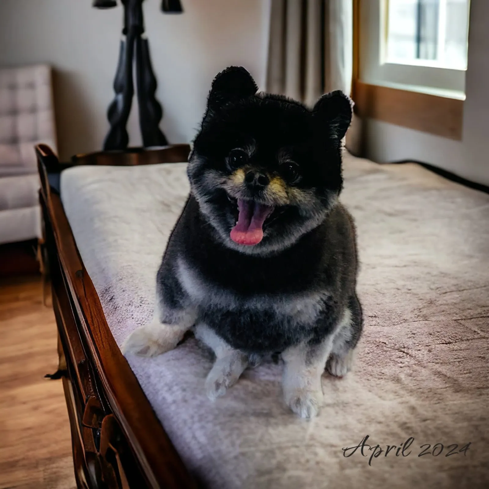 Mobile pet grooming by Loving Lather in Chino Hills
