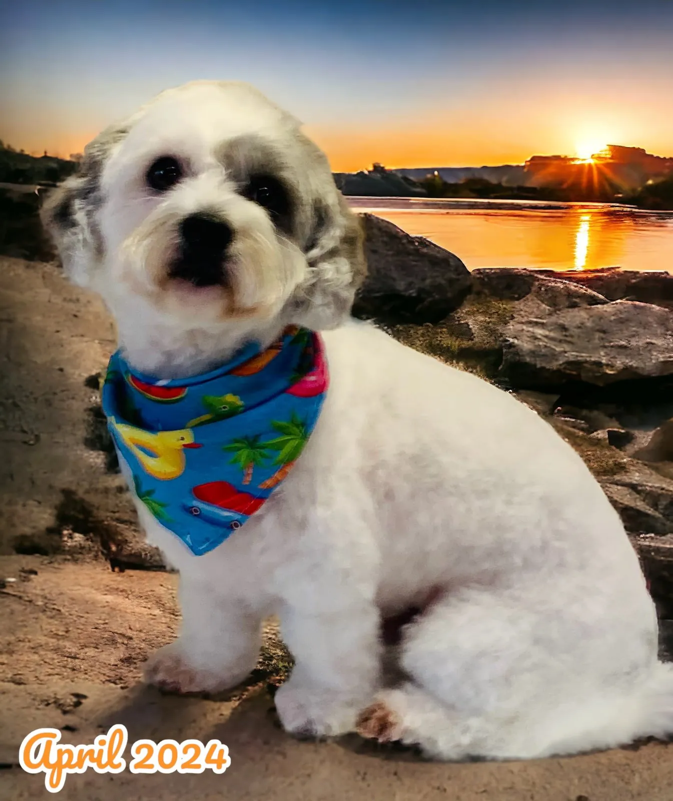 Mobile pet grooming by Loving Lather in Chino Hills